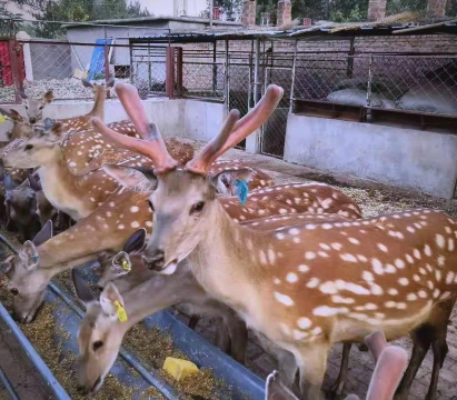 小众送妈妈的花有哪些花