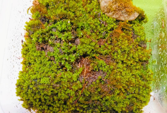 小众送妈妈的花有哪些花