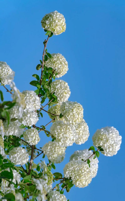 小众送妈妈的花有哪些花