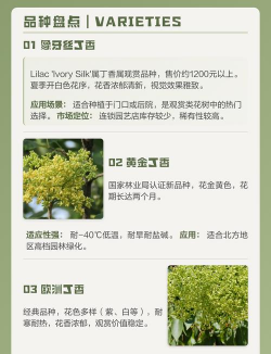 小众送妈妈的花有哪些花