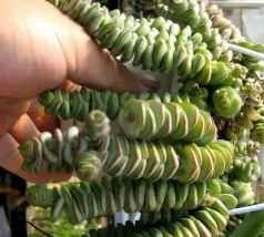 小众送妈妈的花有哪些花