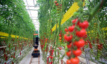 小众送妈妈的花有哪些花