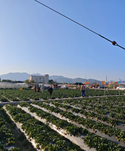 小众送妈妈的花有哪些花