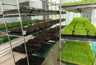 无土栽培芽苗菜有市场吗