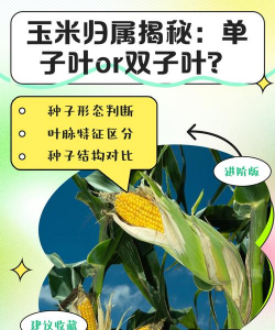 玉米是单子叶还是双子叶