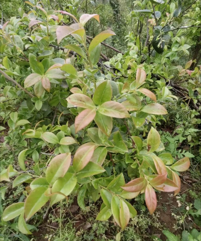 小众送妈妈的花有哪些花