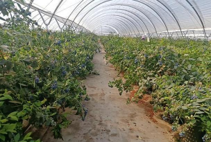 小众送妈妈的花有哪些花