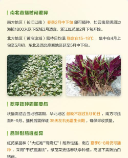 苋菜7月份可以下种吗