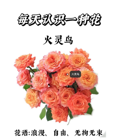 小众送妈妈的花有哪些花