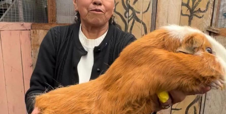 荷兰猪最大能长多大 荷兰猪最大能长多大