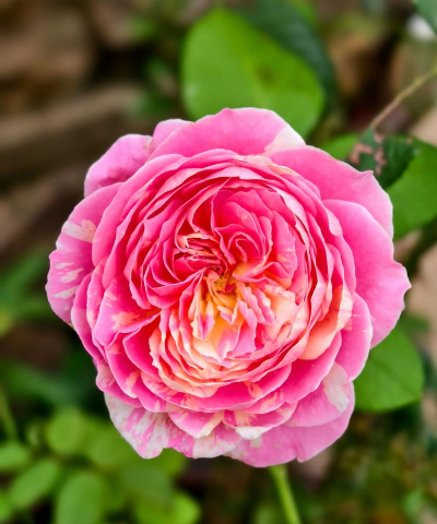 小众送妈妈的花有哪些花