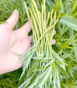 小众送妈妈的花有哪些花