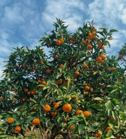 砂糖橘长在树上吗