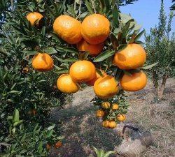 小众送妈妈的花有哪些花