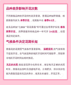 蔷薇一年开几次花