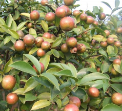 小众送妈妈的花有哪些花