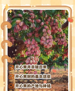 开心果是什么树的果实