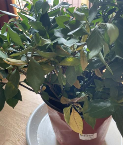 小众送妈妈的花有哪些花