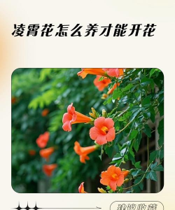 小众送妈妈的花有哪些花