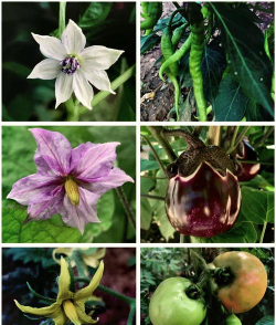 小众送妈妈的花有哪些花