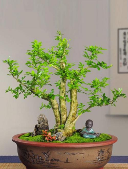 小众送妈妈的花有哪些花