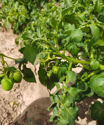 小众送妈妈的花有哪些花