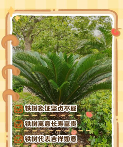 铁树开花的寓意和象征意义