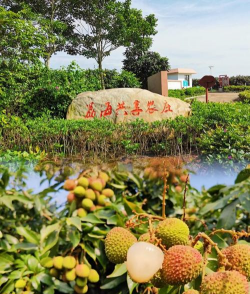 小众送妈妈的花有哪些花