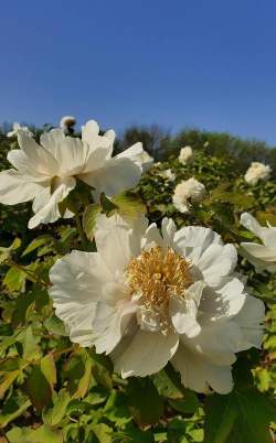 小众送妈妈的花有哪些花