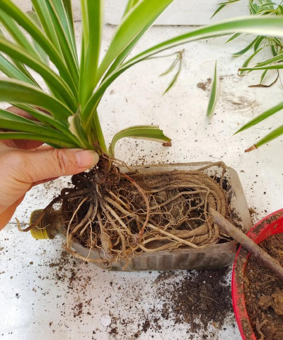 小众送妈妈的花有哪些花