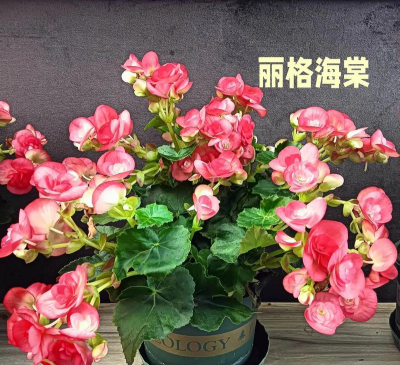 小众送妈妈的花有哪些花