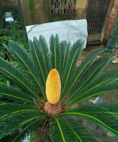 小众送妈妈的花有哪些花