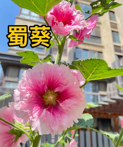 小众送妈妈的花有哪些花