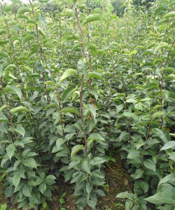 小众送妈妈的花有哪些花