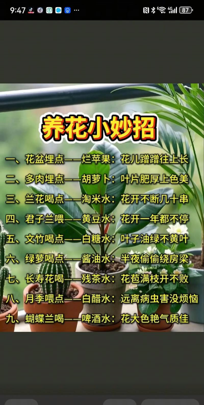 小众送妈妈的花有哪些花