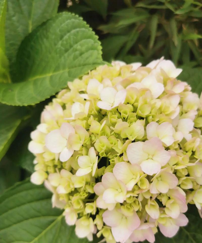 小众送妈妈的花有哪些花