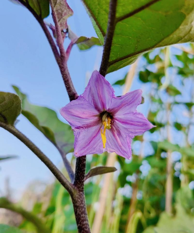 小众送妈妈的花有哪些花