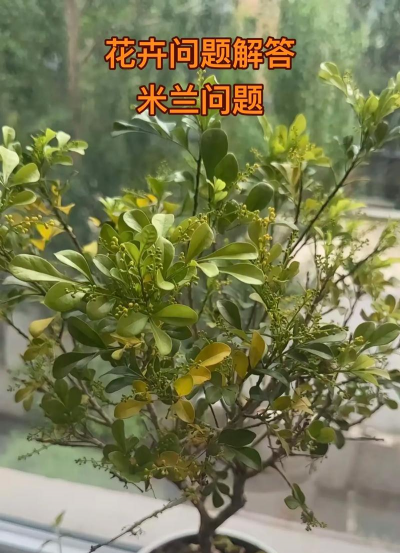 小众送妈妈的花有哪些花