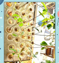 小众送妈妈的花有哪些花