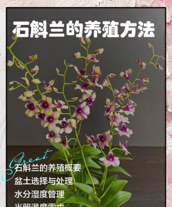 小众送妈妈的花有哪些花