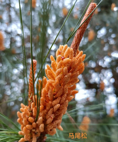小众送妈妈的花有哪些花