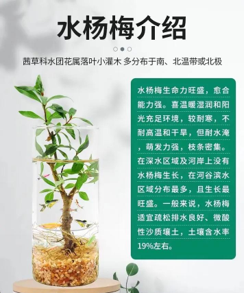 水杨梅可以水培吗