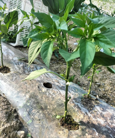 小众送妈妈的花有哪些花