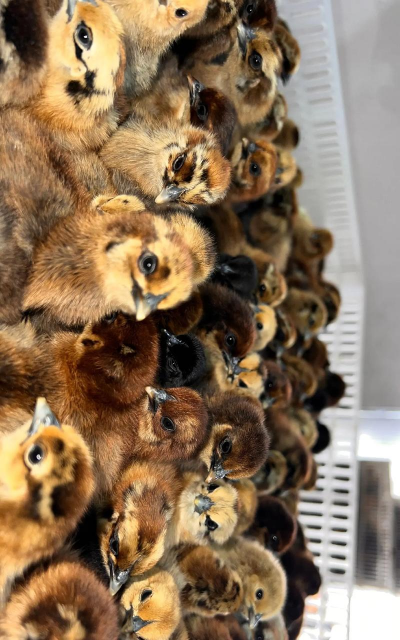 小众送妈妈的花有哪些花