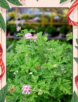 小众送妈妈的花有哪些花