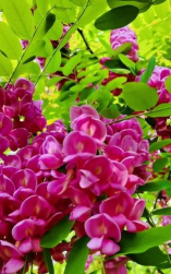 小众送妈妈的花有哪些花