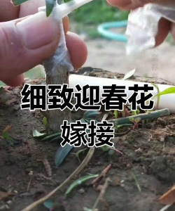 小众送妈妈的花有哪些花