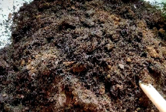 小众送妈妈的花有哪些花