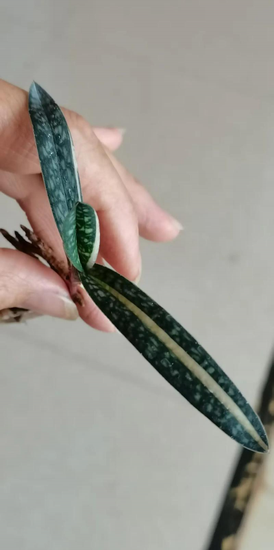 小众送妈妈的花有哪些花