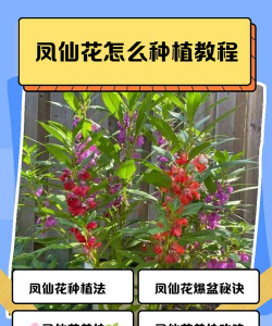 小众送妈妈的花有哪些花